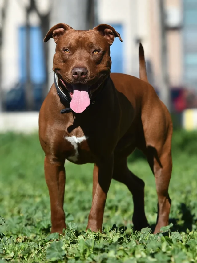 10 Dog Breeds That Are Banned in US