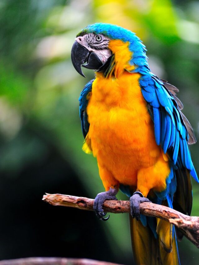 10 Interesting Facts About Parrot You Didn’t Knew