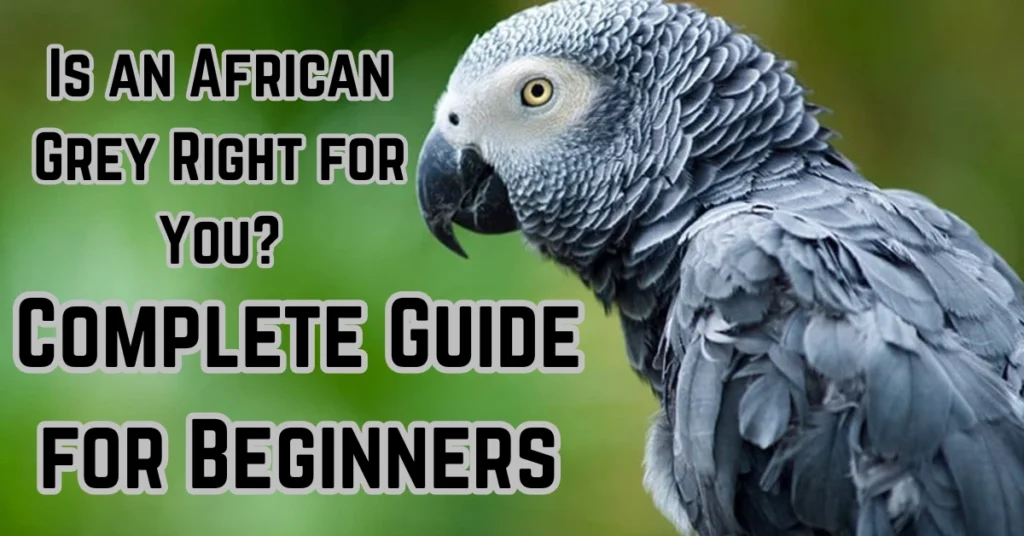 african grey parrot