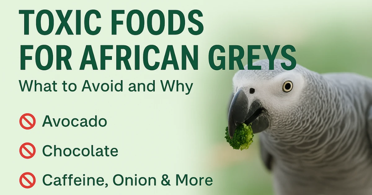 toxic foods for african greys