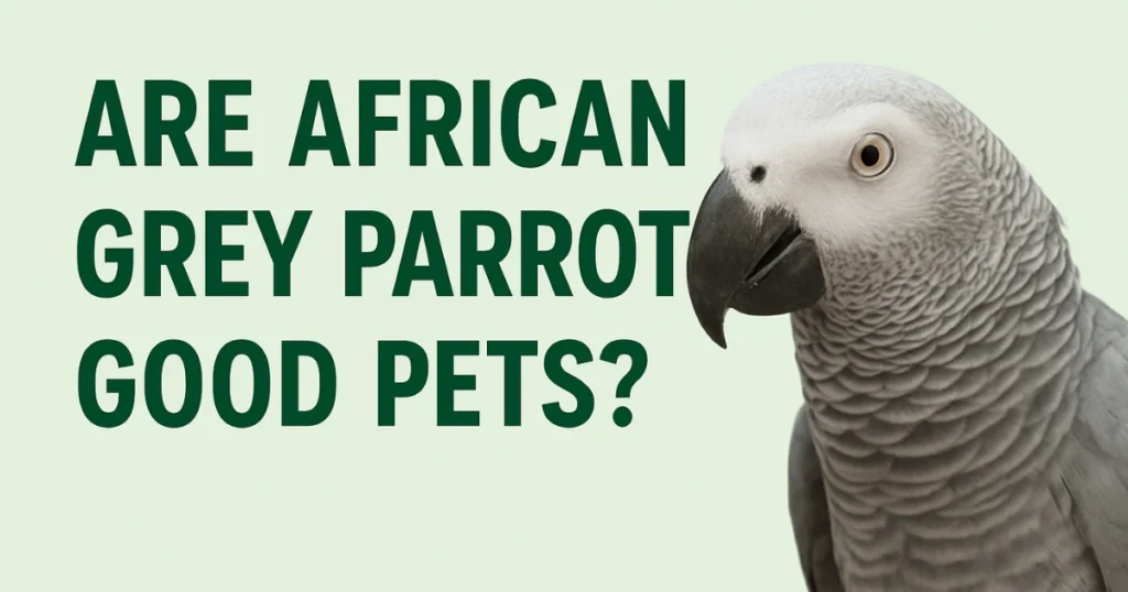 Are African Grey Parrots Good Pets?
