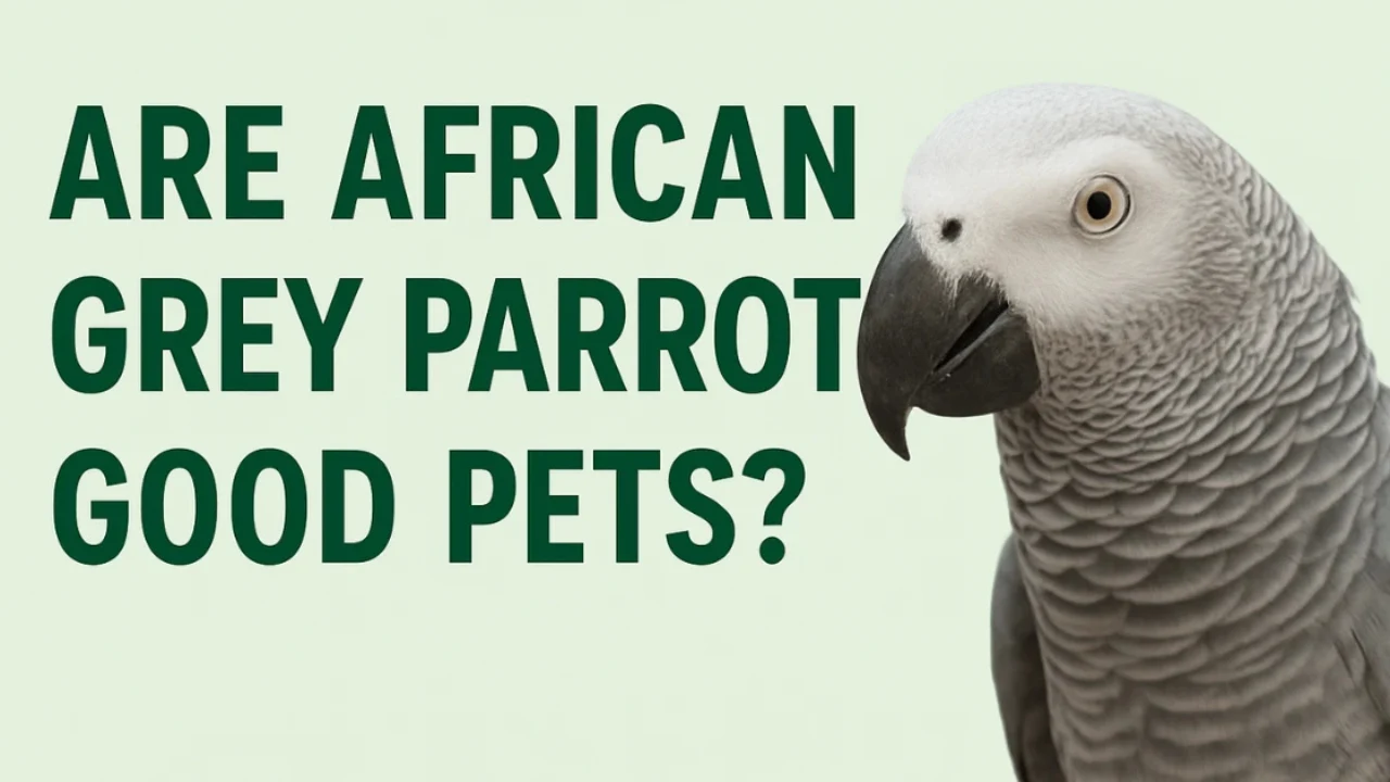 Are African Grey Parrots Good Pets?