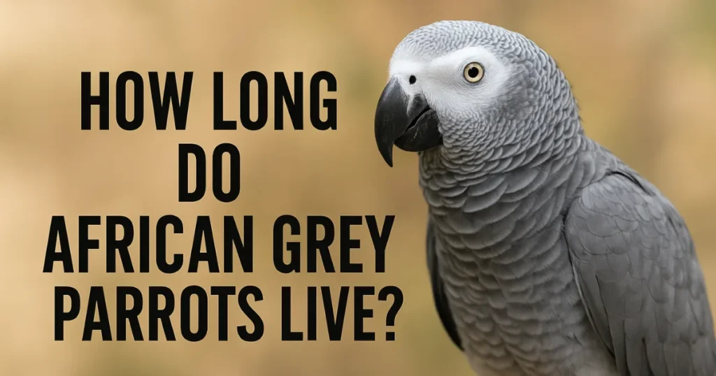 How Long Do African Grey Parrots Live