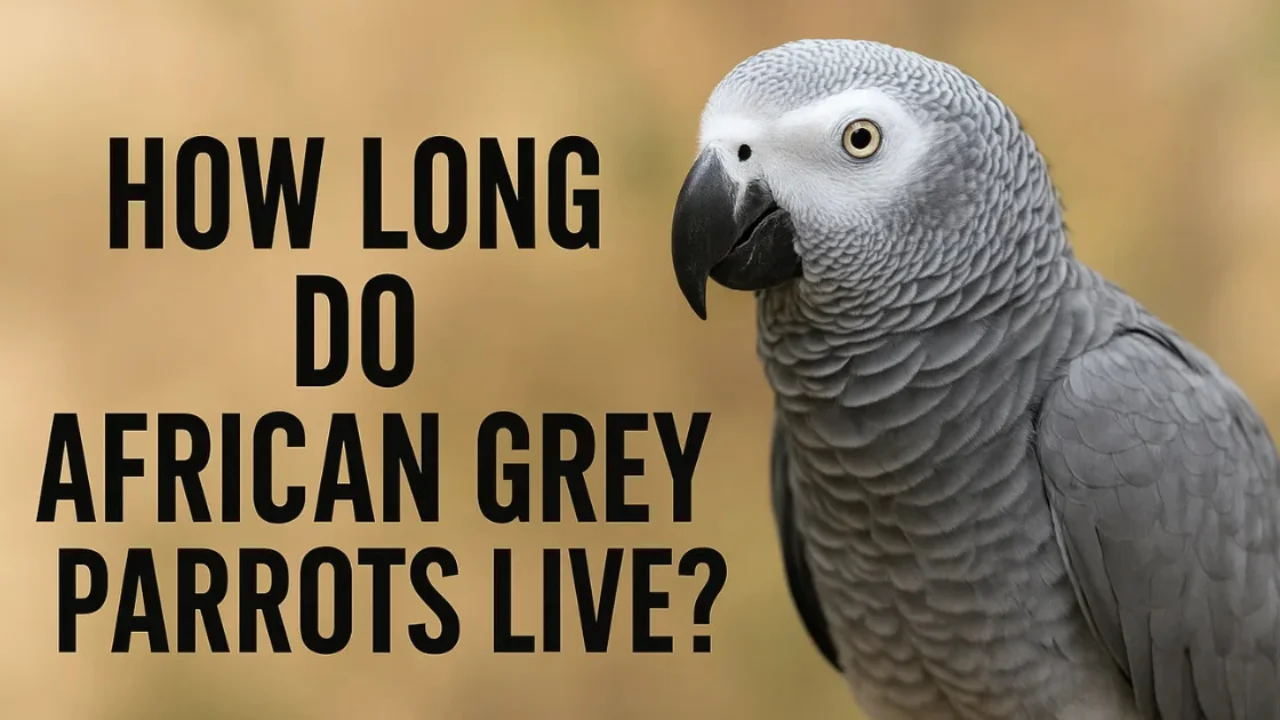 How Long Do African Grey Parrots Live